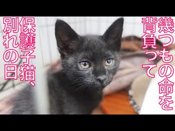 保護子猫の妹、様々な運命と別れの夜