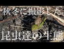 秋冬に撮影した昆虫達の生態