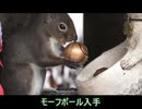 メトロイドリス君　METROID SQUIRREL　Squirroid