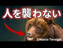 イタリアのヒグマ個体群が人を襲わない理由【生物解説】