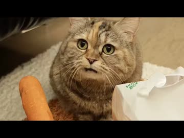 ホモと見る芸を覚えることが出来ない猫