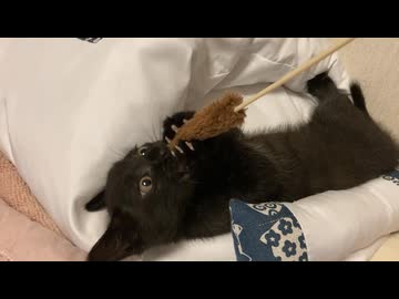 布団と猫と猫じゃらし