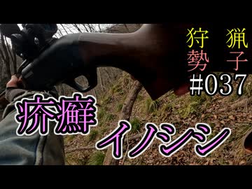 狩猟勢子動画＃037　疥癬イノシシ