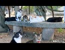 猫たちの朝の集い