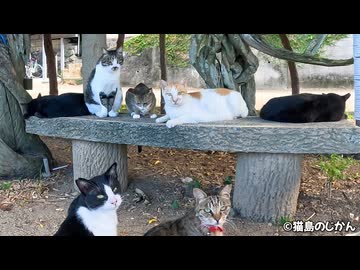 猫たちの朝の集い