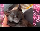 保護子猫の兄、しあわせへの巣立ち