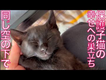 保護子猫の兄、しあわせへの巣立ち