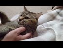 拾いねこ＠生後4890/815日目　背中乗りゆきち