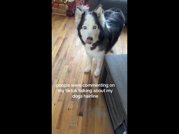 ホモと見る毛があるのにハゲて見える犬