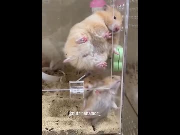 ホモと見る子育てに疲れたハムスター