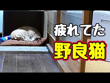 やっと ダンボール使ってくれました…【野良猫】