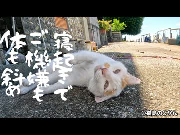 寝起きでご機嫌も体も斜め