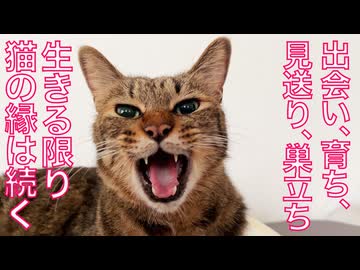 保護黒子猫兄妹、旅の終わりと続く猫の縁