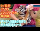 【赤ちゃんトラへのミルクやり体験】バンコクサファリワールド＜後編＞トラとのツーショット！キリンへのエサやり体験も！いろんなアクティビティ体験で大満足♪タイ旅行の前半戦はこれにて終了！ #20