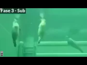 ホモと見るアザラシの１日