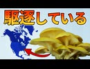 日本の食用キノコが北米の在来種を駆逐している！！【タモギタケ】