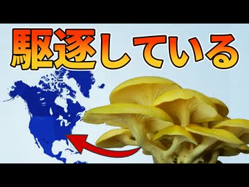 日本の食用キノコが北米の在来種を駆逐している！！【タモギタケ】