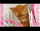 異変発生！ベテラン子猫、怒りの食事ボイコット
