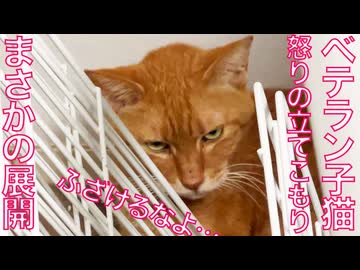 異変発生！ベテラン子猫、怒りの食事ボイコット