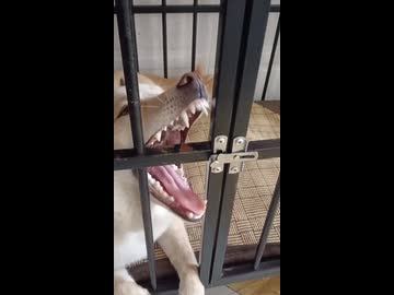 ホモと見る舌を使ってケージを開ける犬