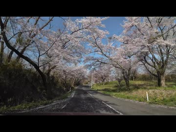 桜の名所　加護坊山から県北ドライブ1　宮城県大崎市田尻　2025　0419　