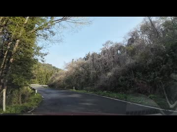 桜の名所　加護坊山から県北ドライブ2　宮城県大崎市田尻　2025　0419