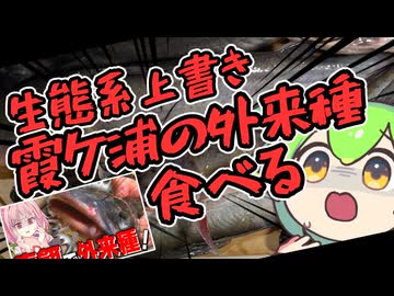 【はら×エビ】お腹がすいたら霞ケ浦の外来魚食べればいいじゃない【コラボ企画】