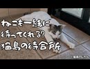 【倍速】猫も一緒に待ってくれる？猫島の待合所