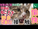 【猫好き必見】パキスタンの野良ネコと戯れるひととき #49