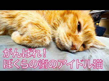 倒れたボス猫、立ち上がり病に立ち向かう