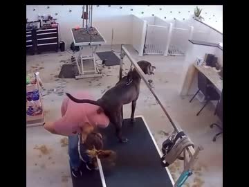 ホモと見るトリミング中に糞を漏らす犬