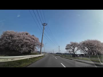 桜の名所　加護坊山から県北ドライブ7　宮城県登米市南方　千本桜入口　2025　0419