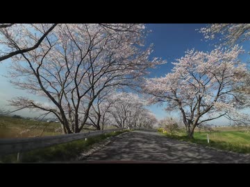 桜の名所　加護坊山から県北ドライブ8　宮城県登米市南方　千本桜2　2025　0419