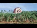 ｽﾋﾟｷさとうきび畑