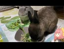 【ウサギ】うさざつ　お久しぶり号【琴葉茜】