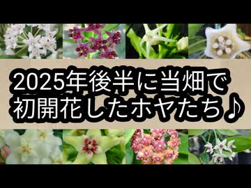 2025年後半に当畑で初開花したホヤたち♪
