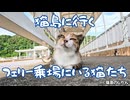猫島に行く前のフェリー乗場の猫たち