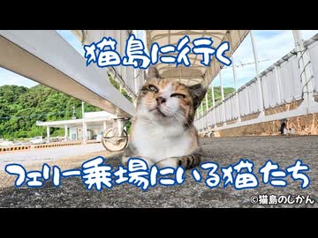 猫島に行く前のフェリー乗場の猫たち