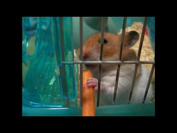 2025年ハムスターのもぐもぐタイムまとめ