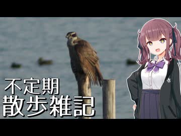 不定期散歩雑記_84 - 11月の探鳥まとめ