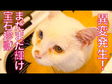 生ける宝石珍獣、異変が発覚する