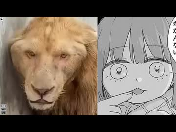 ホモと見る近親交配で生まれてしまったライオン