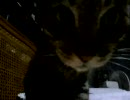 うちの爺ちゃんの飯動画　【１６歳（８５歳）の老猫】