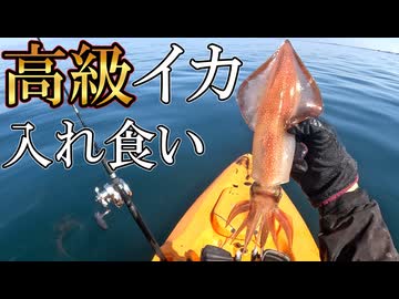 【VOICEROIDフィッシング】楽しいカヤックフィッシング #33 烏賊!!!