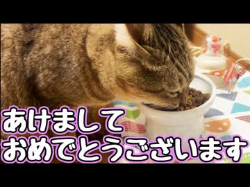 今年も よろしくおねがいします 【野良猫】
