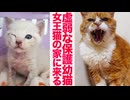 虚弱な幼猫、女王猫の家に保護されて来る
