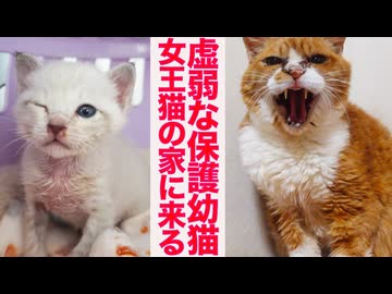 虚弱な幼猫、女王猫の家に保護されて来る