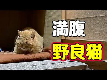 眠たくなったみたいです 【野良猫】