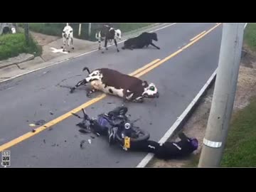 ホモと見るバイクと衝突してクソを漏らしてしまう牛