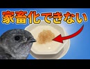 高級食材「燕の巣」を作るアナツバメを家畜化できない理由【生物解説】